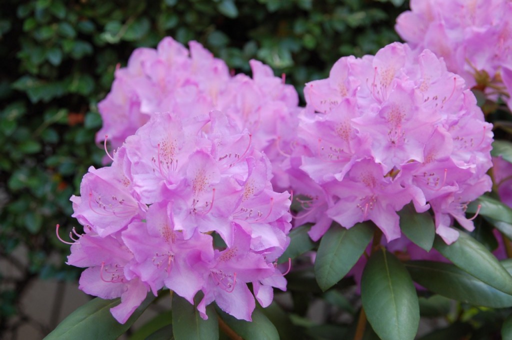 DSC_8241 [Résolution de l'écran]