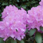 DSC_8241 [Résolution de l'écran]