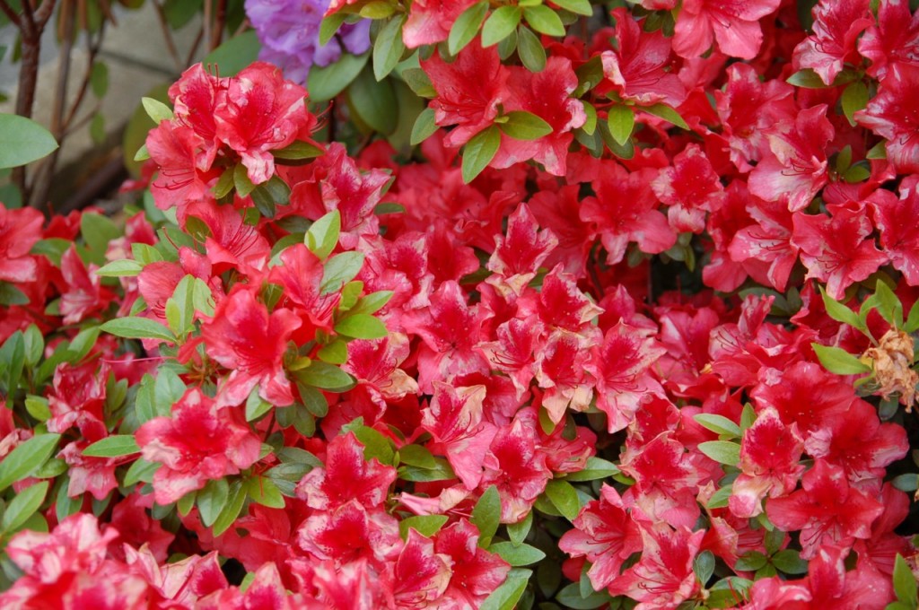 DSC_8242 [Résolution de l'écran]