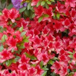 DSC_8242 [Résolution de l'écran]